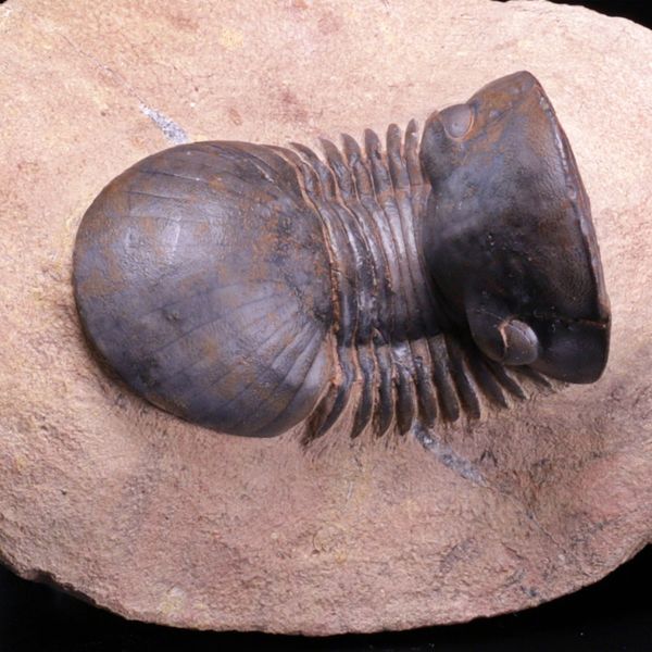 Hovedbilde  Trilobitt (Paralejurus brongniarti)