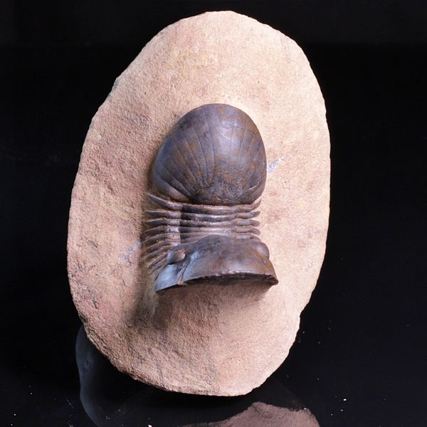 Hovedbilde  Trilobitt (Paralejurus brongniarti)