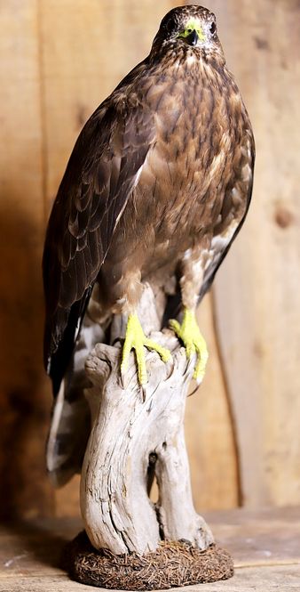 Hovedbilde Musvåk (Buteo buteo), utstoppet med CITES-sertifikat