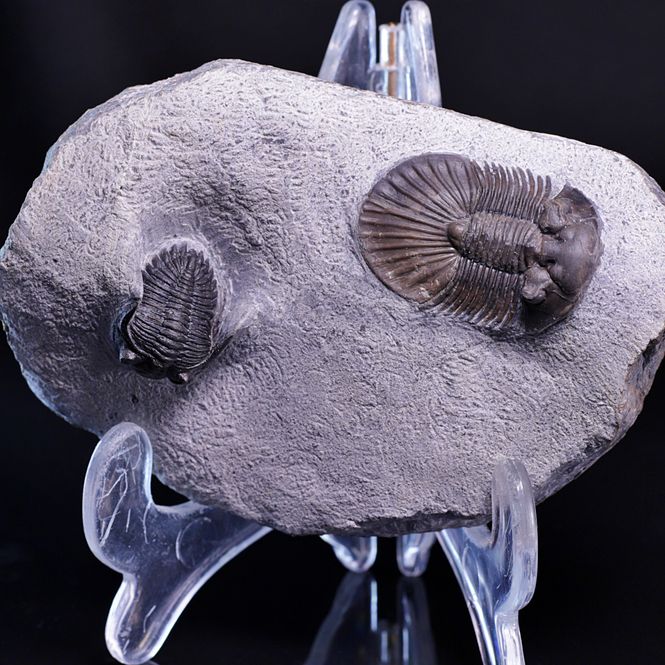 Hovedbilde  Trilobitter (Scabriscutellum og Hollardops)