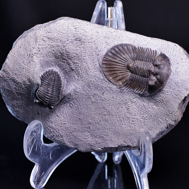 Trilobitter (Scabriscutellum og Hollardops)