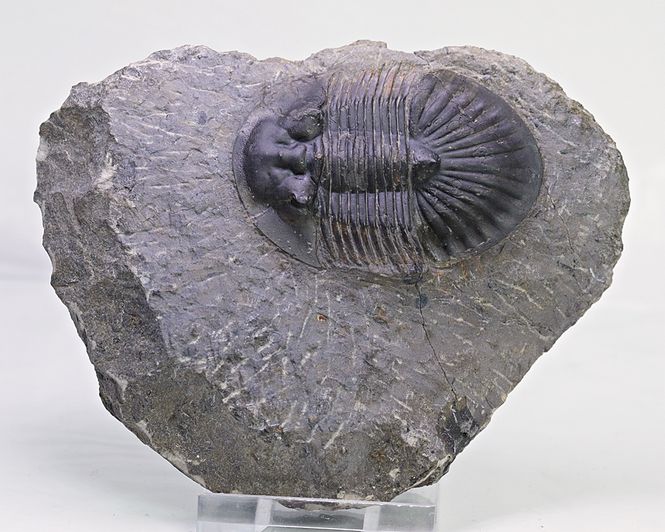 Hovedbilde  Trilobitt (Poroscutellum sp.)