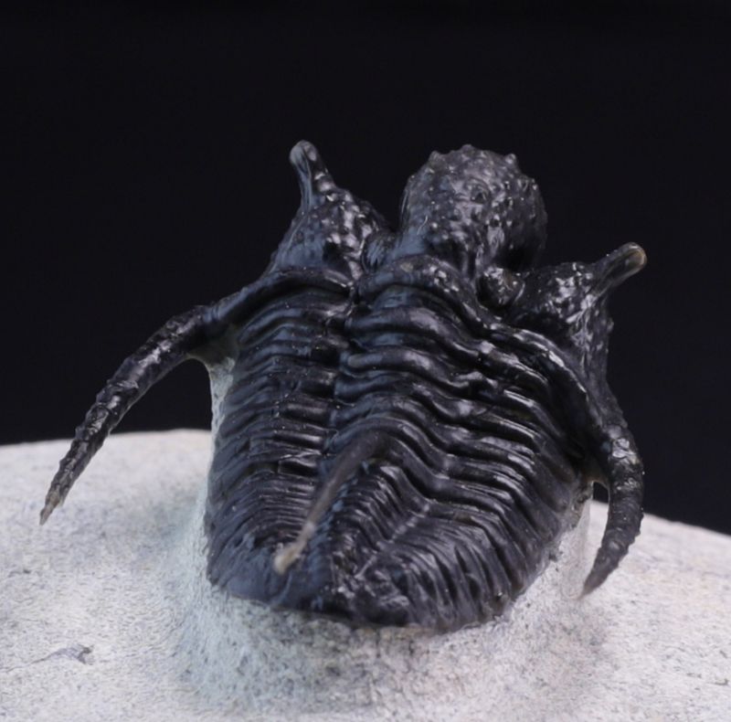 Trilobitt (Cyphaspis eberhardiei)