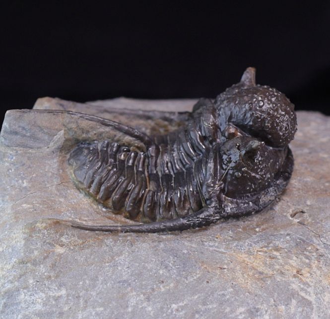 Hovedbilde Trilobitt (Cyphaspis eberhardiei)