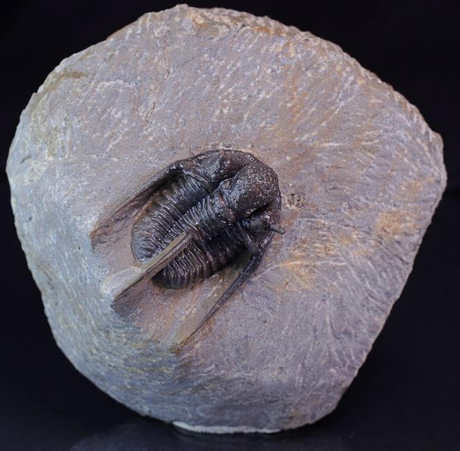 Hovedbilde Trilobitt (Cyphaspis eberhardiei)