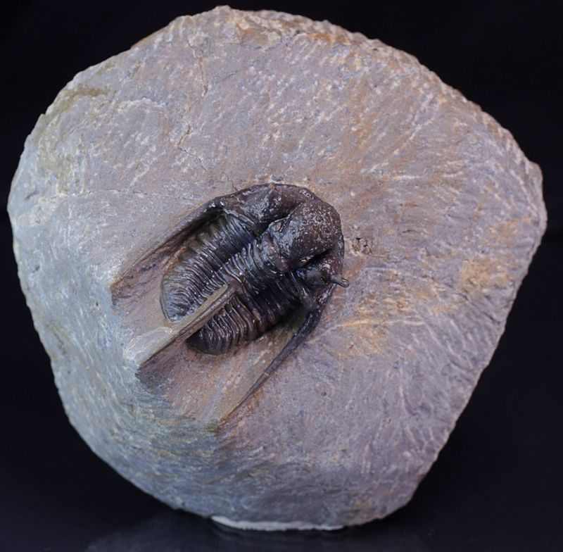 Trilobitt (Cyphaspis eberhardiei)