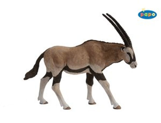 Hovedbilde Oryx/gemsbok (Oryx gazella)