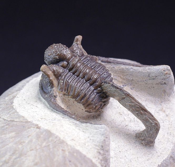Hovedbilde Trilobitt (Cyphaspis eberhardiei)