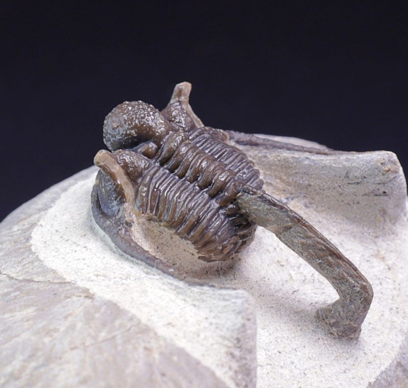 Trilobitt (Cyphaspis eberhardiei)