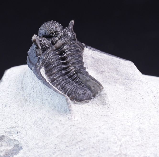 Hovedbilde Trilobitt (Cyphaspis eberhardiei)