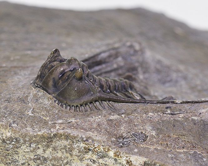 Hovedbilde Trilobitt (Leonaspis sp.)