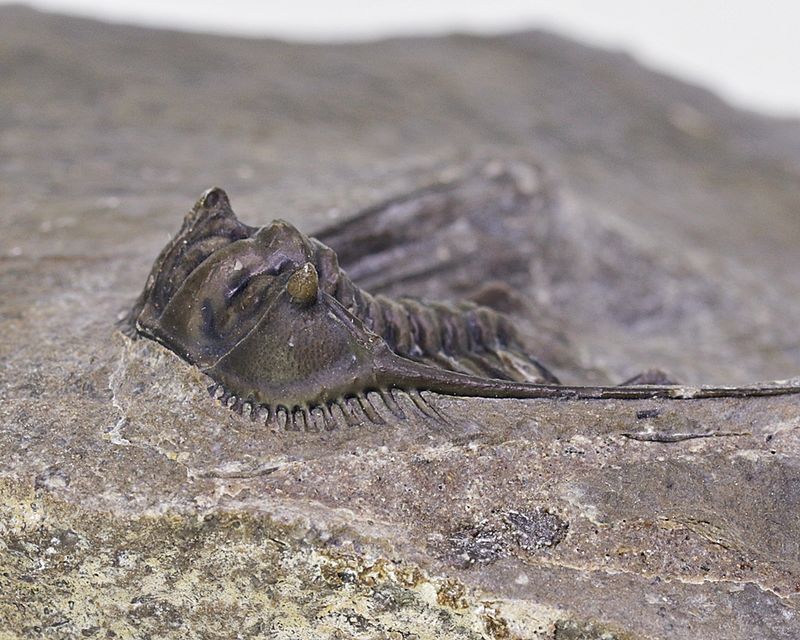Trilobitt (Leonaspis sp.)