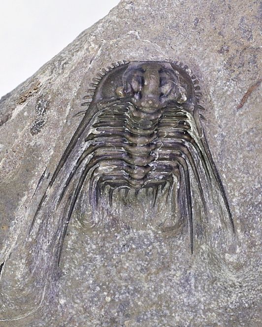 Hovedbilde Trilobitt (Leonaspis sp.)