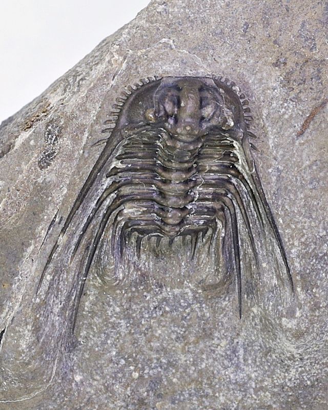 Trilobitt (Leonaspis sp.)
