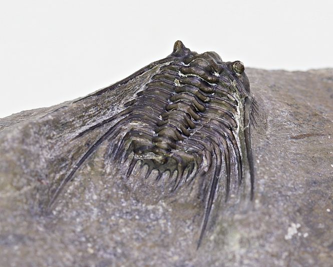 Hovedbilde Trilobitt (Leonaspis sp.)
