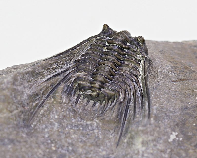 Trilobitt (Leonaspis sp.)