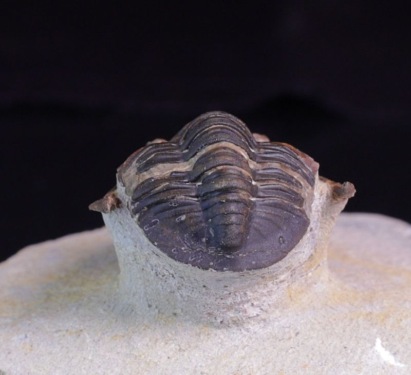 Trilobitt (Lepidoproetus marachianus)