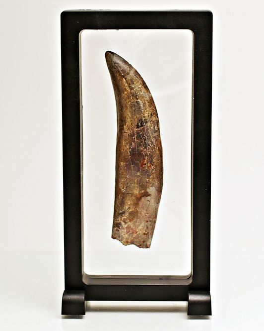 Hovedbilde Diger Carcharodontosaurus-tann! 12,2 cm