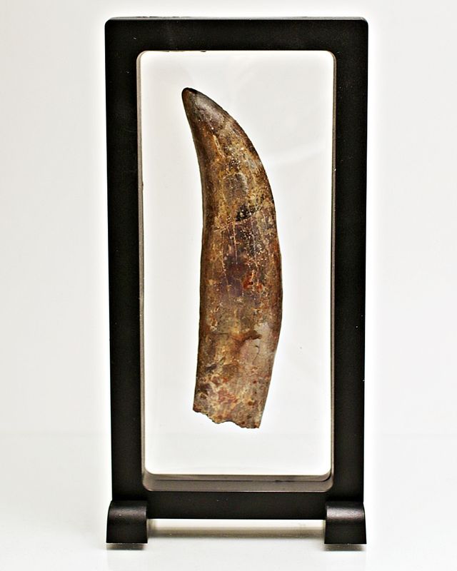 Diger Carcharodontosaurus-tann! 12,2 cm
