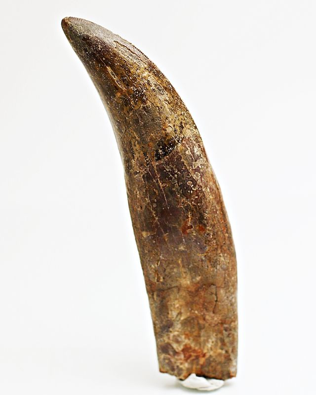 Diger Carcharodontosaurus-tann! 12,2 cm