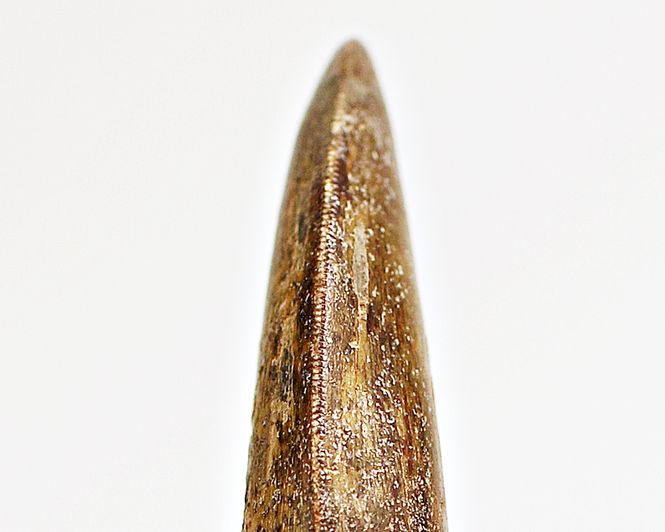 Hovedbilde Diger Carcharodontosaurus-tann! 12,2 cm