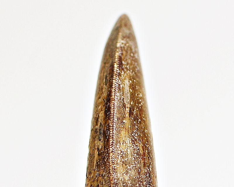 Diger Carcharodontosaurus-tann! 12,2 cm