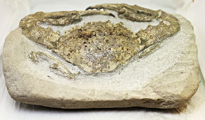 Hovedbilde Fossil krabbe (Charybdis sp.)