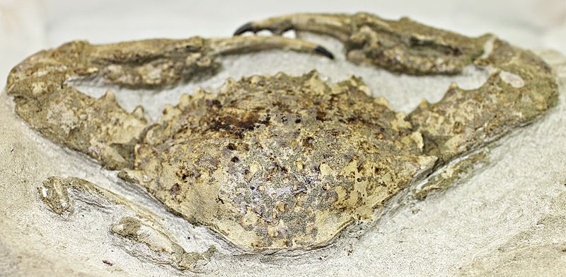 Fossil krabbe (Charybdis sp.)