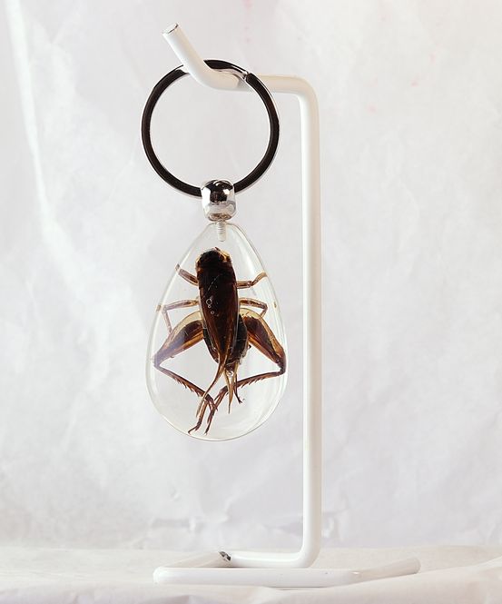 Hovedbilde Nøkkelknippe med ekte siriss (Gryllidae sp.)