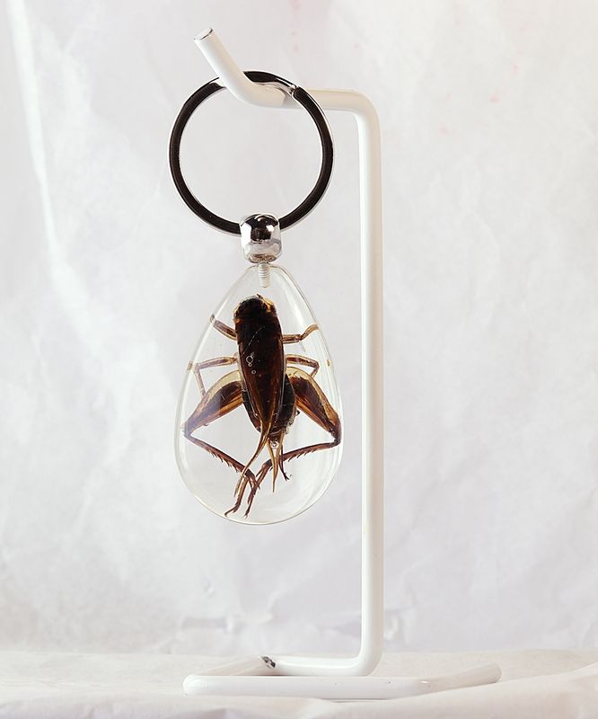 Nøkkelknippe med ekte siriss (Gryllidae sp.)