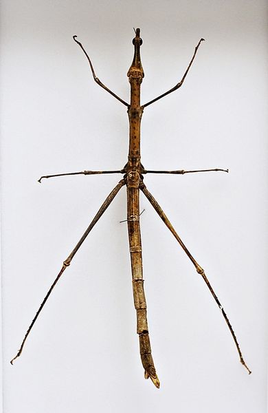 Hovedbilde Pinnegresshoppe (Proscopia gigantea) i ramme (15 x 23 x 5,4 cm)