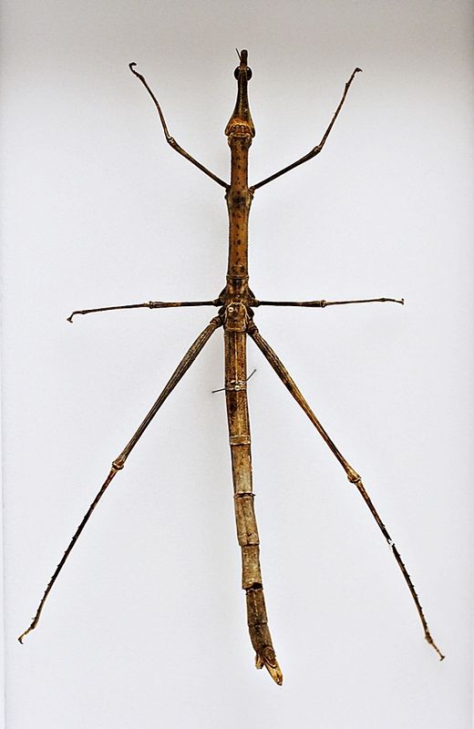 Pinnegresshoppe (Proscopia gigantea) i ramme (15 x 23 x 5,4 cm)