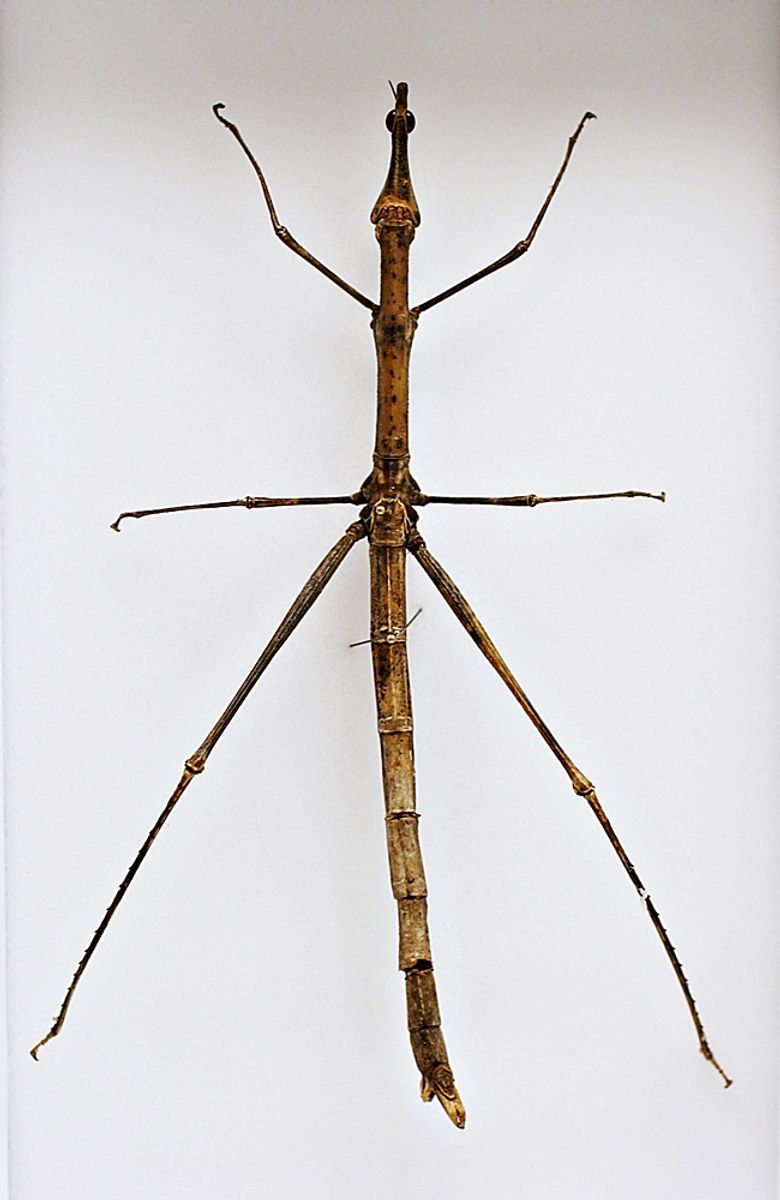 Pinnegresshoppe (Proscopia gigantea) i ramme (15 x 23 x 5,4 cm)