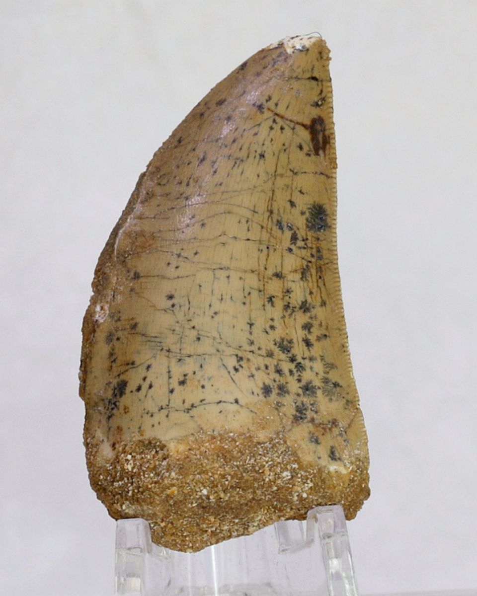 Carcharodontosaurus-tann, 5,1 cm