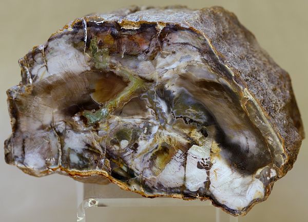 Hovedbilde Skive av fossilt tre, Madagaskar (10,3 cm), ca. 225 mill. år