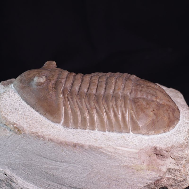 Trilobitt (Asaphus latus)