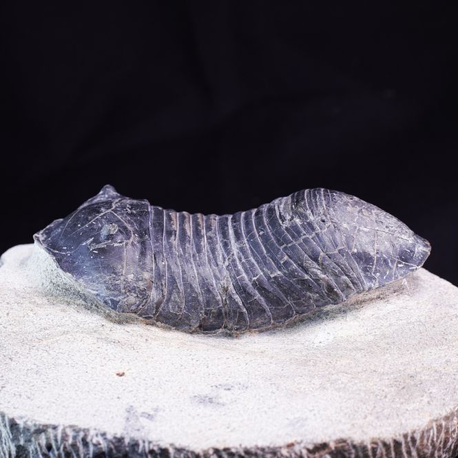 Hovedbilde Trilobitt (Wendorfia plana)