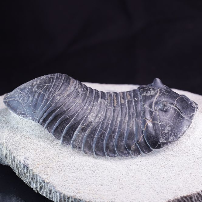Hovedbilde Trilobitt (Wendorfia plana)
