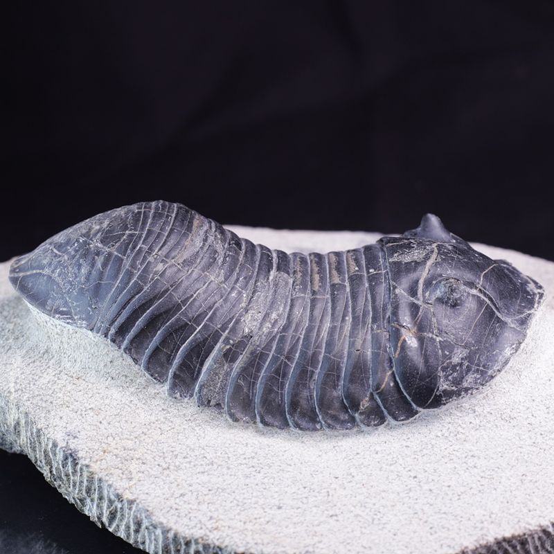 Trilobitt (Wendorfia plana)