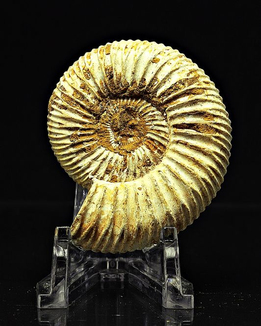 Hovedbilde Ammonitt, Perisphinctes, (4,5-5 cm) i gaveeske