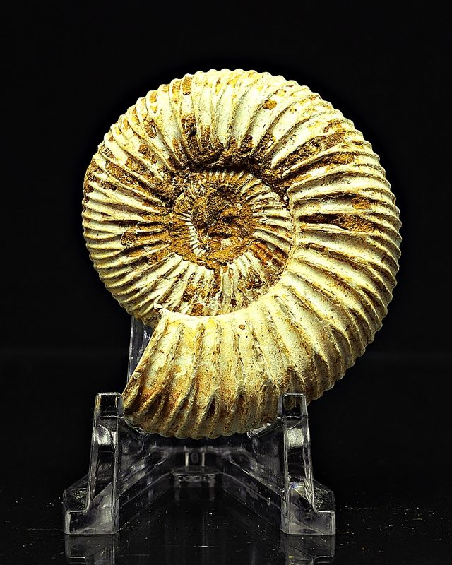Ammonitt, Perisphinctes, (4,5-5 cm) i gaveeske