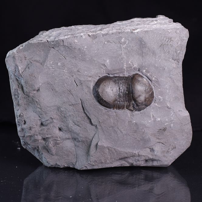 Hovedbilde Trilobitt (Bumastus ioxus)
