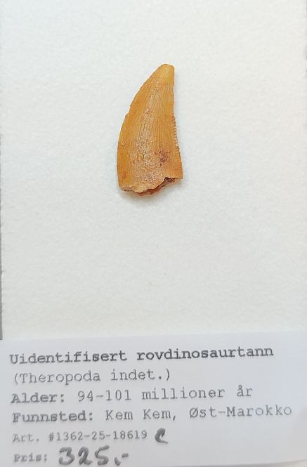Hovedbilde Uidentifisert rovdinosaurtann (94-101 mill år)