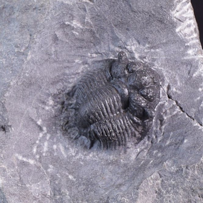 Hovedbilde Trilobitt (Acanthopyge bassei)