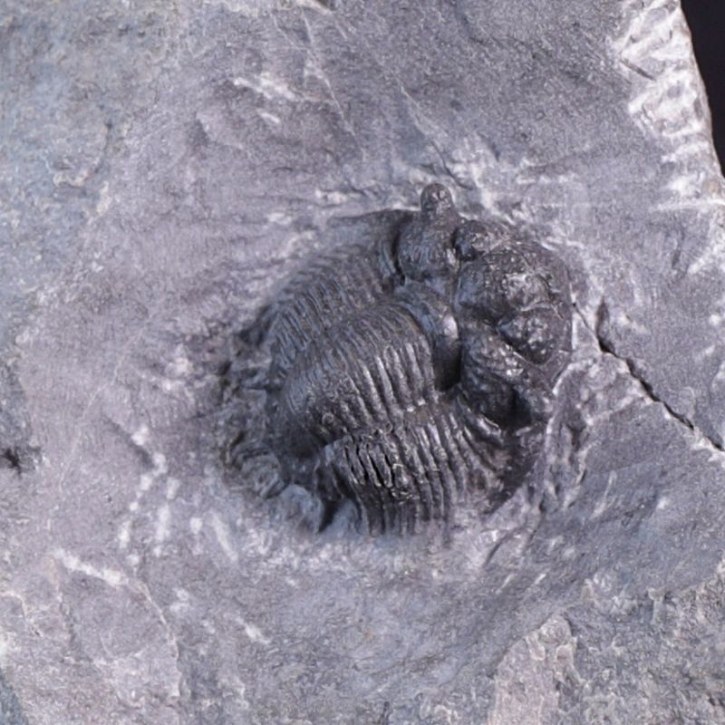 Trilobitt (Acanthopyge bassei)