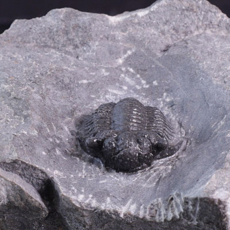 Trilobitt (Acanthopyge bassei)