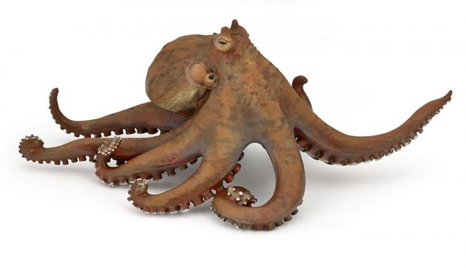 Hovedbilde Åttearmet blekksprut (Octopus vulgaris)