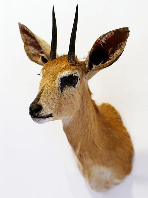 Hovedbilde Steenbok (Raphicerus campestris), hann, utstoppet