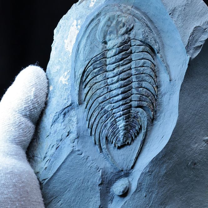 Hovedbilde Trilobitt (Neltneria termieri), nedre kambrium