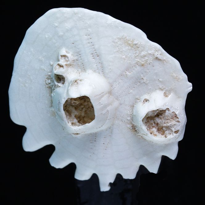 Hovedbilde Fossil kråkebolle/sjøpinnsvin (Heliophora orbicularis)